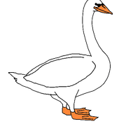 Swan