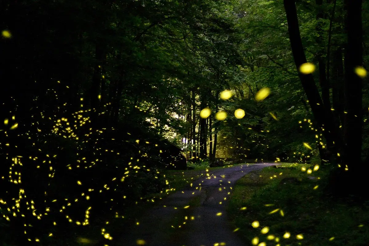 Synchronous Fireflies in the Smokies