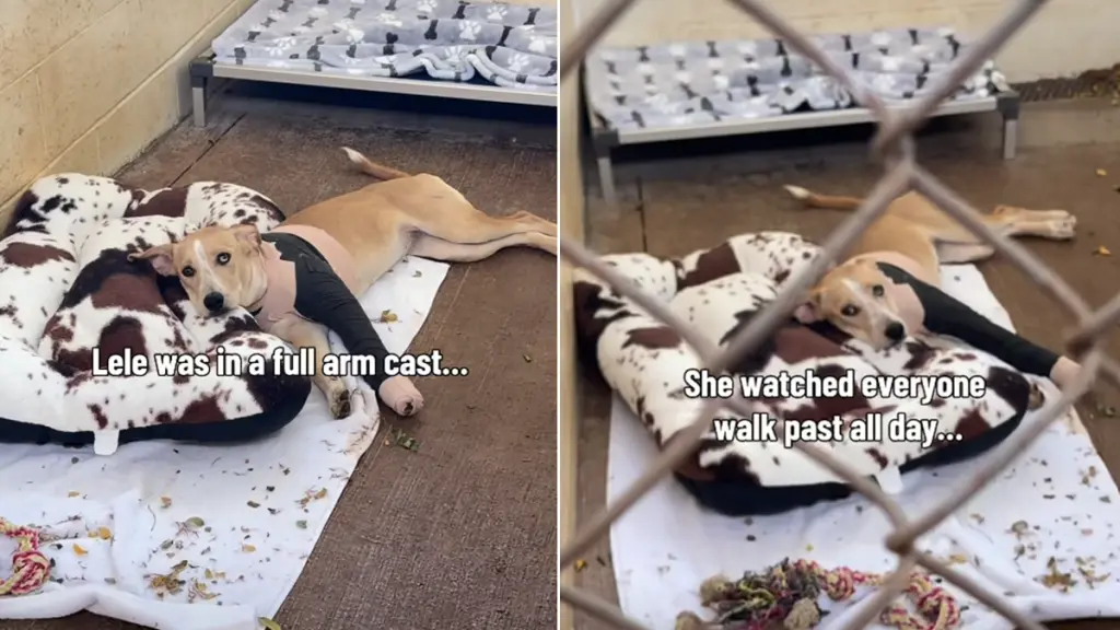 Kindhearted Passerby Comforts Cast‑Bound Shelter Pup in Heartwarming Moment