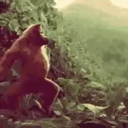 lai7