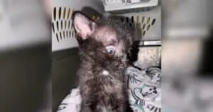 A Kitten's Remarkable Recovery After Two Brain Surgeries
