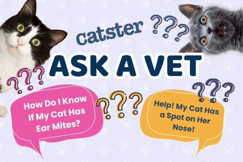 Is Your Cat Shaking Its Head? Ear Mites Explained