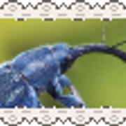 blue suede weevil