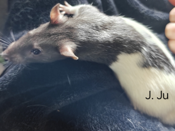 J Ju
