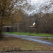 DSC02613
