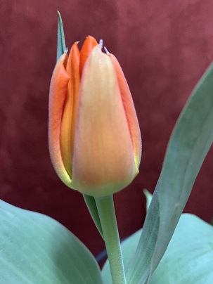 https://i.ibb.co/C5pxnVvj/IMG-0668.jpg