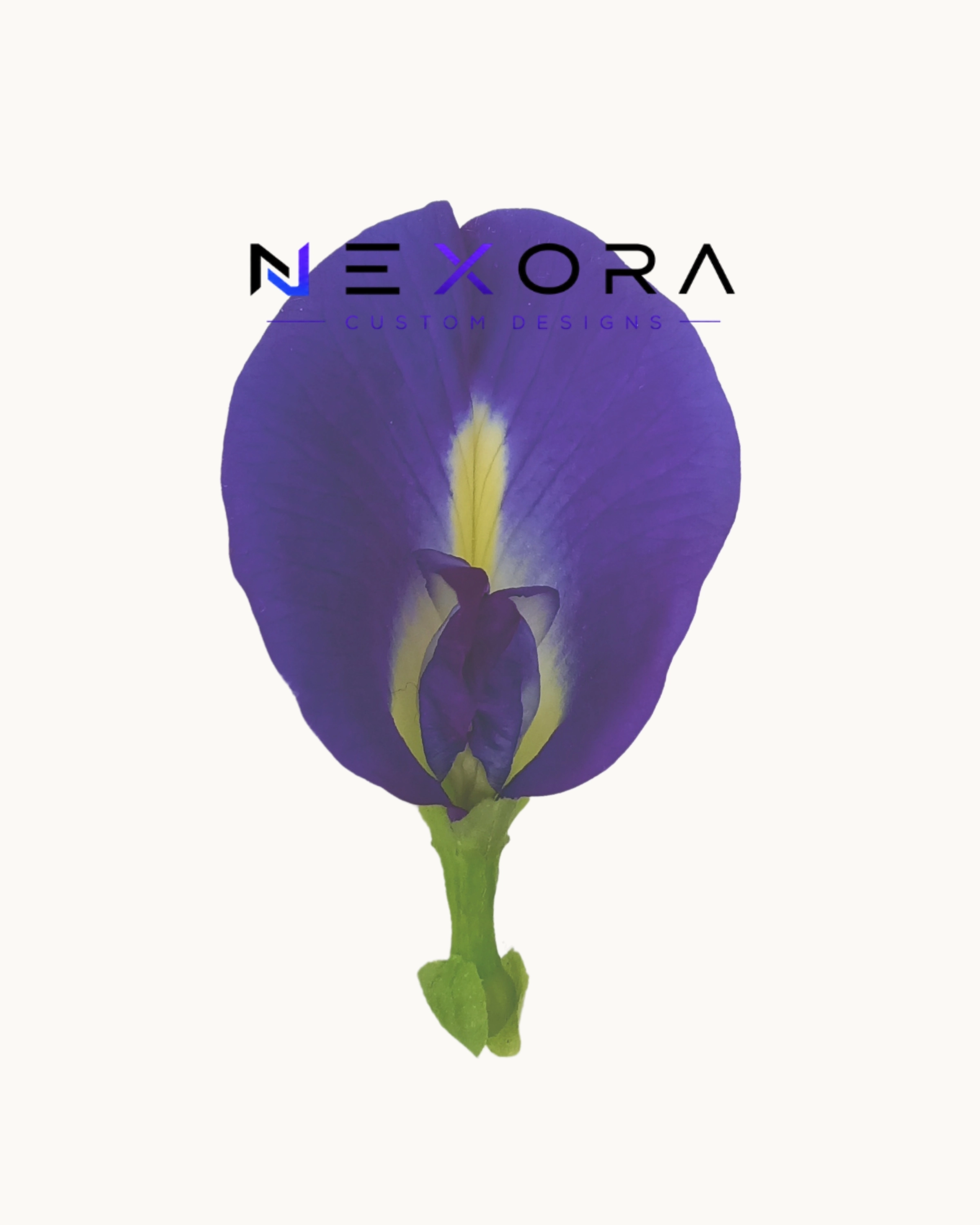Original Butterfly Pea Flower botanical photography captured through the photographer's lens