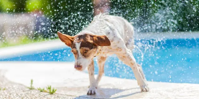 Families Who Love Swimming Rejoice with These Water Babies