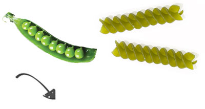 pois-fusilli