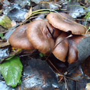 DSC00332