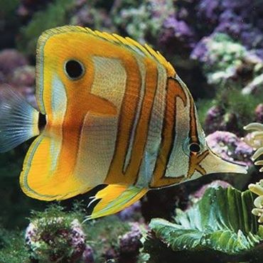 fuck-fish.jpg