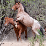 rough-horses-two