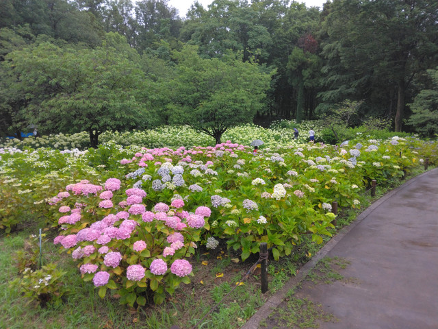 IMG-20230612-115328.jpg