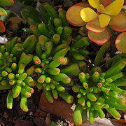 IMG-7005