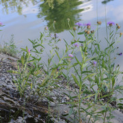 DSC5337-result