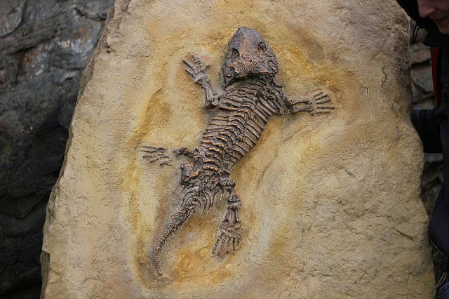 Krokodil-Fossil.jpg