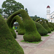 Topiary-in-Costa-Rica