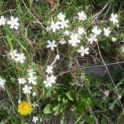 110a-Stitchwort