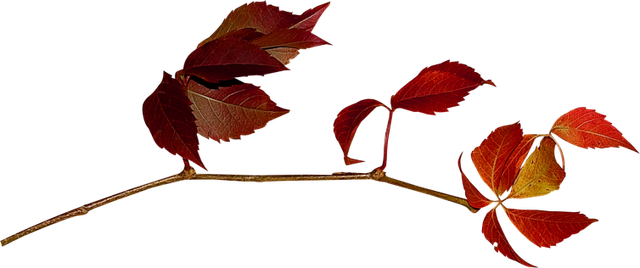 Leaves25