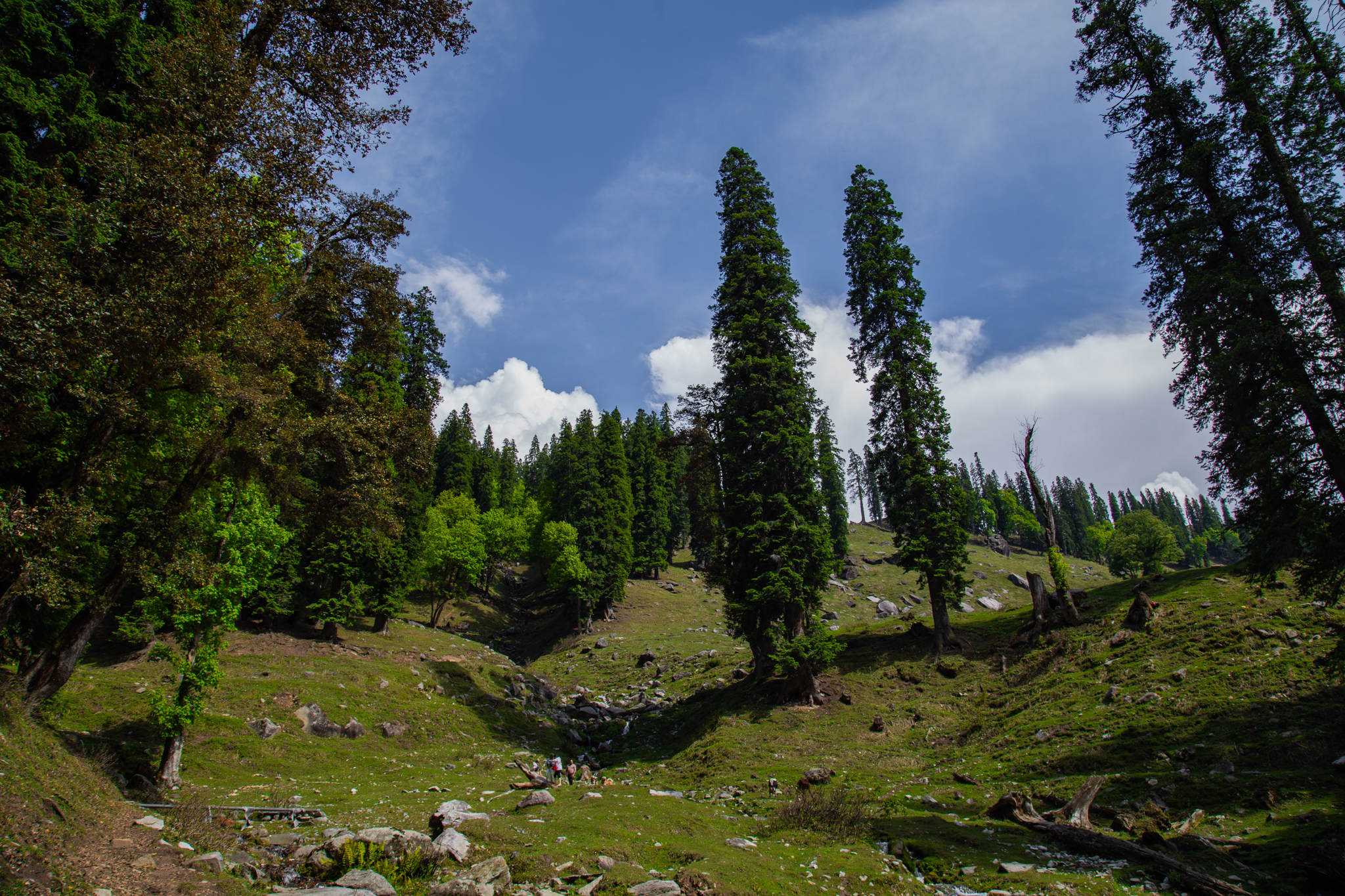 IMG-9560-1.jpg