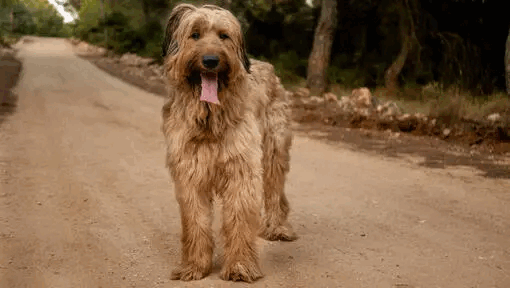 https://i.ibb.co/CBsT1Pn/Briard2.gif