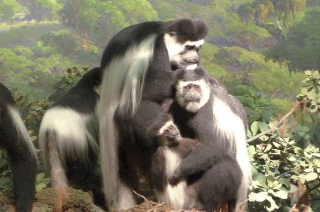 Colobus.jpg