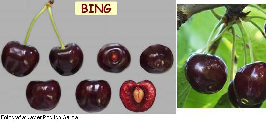 cerezo Bing, variedad de cereza Bing media estación