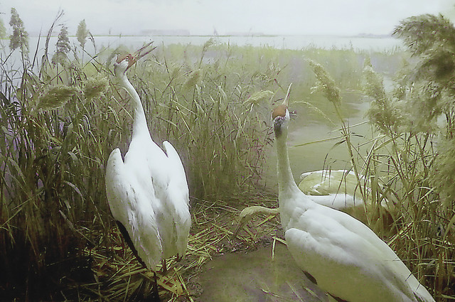 Whooping Crane.jpg