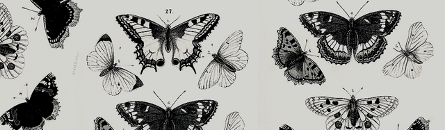 headers37.png