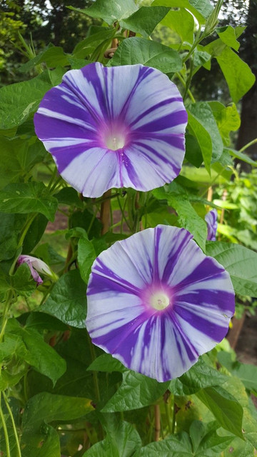 c99f4e95db69162fb9e5ef769c25f74f