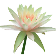 fleur15