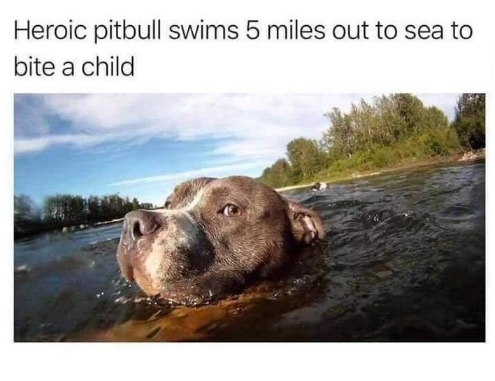 pitbull1.jpg