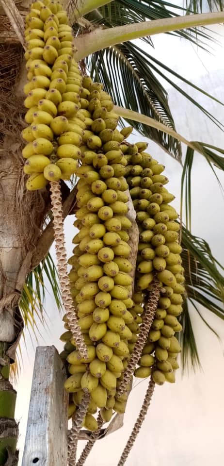 howea forsteriana - Kentia palm seeds - DISCUSSING PALM TREES WORLDWIDE