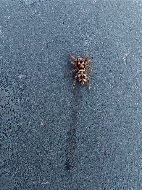 Spider