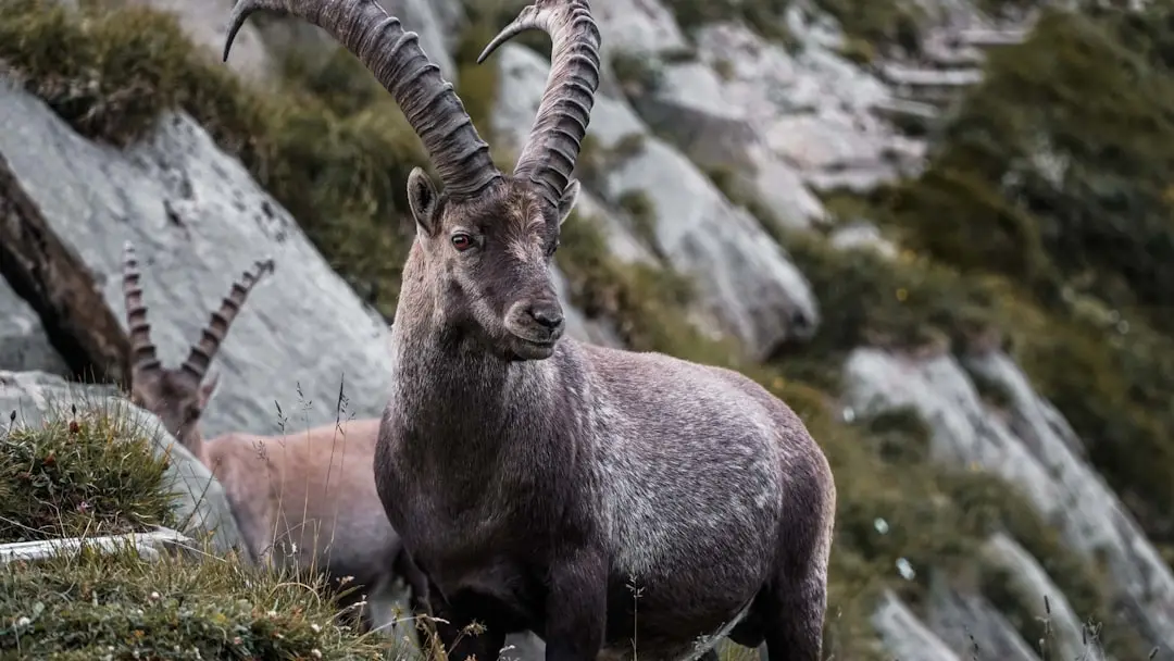 Horoscop Capricorn: 11 iulie 2026 – Relații sub presiune