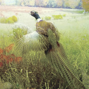 Common Pheasant