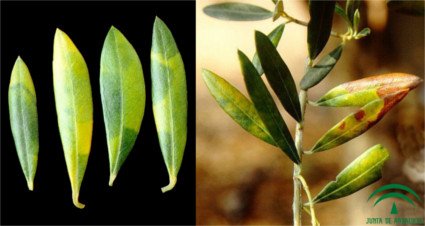 Pseudocercospora cladosporioides (olive leaf spot)