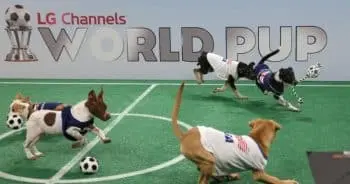 Rescue Puppies Set to Shine in Upcoming “World Pup” Soccer Tournament