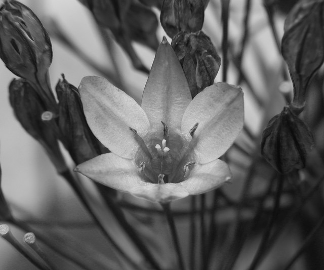 BW098-6