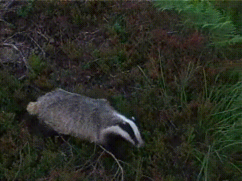 Nope-badger.gif