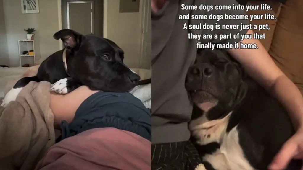 A Rescue Dog Becomes a Lifelong Companion