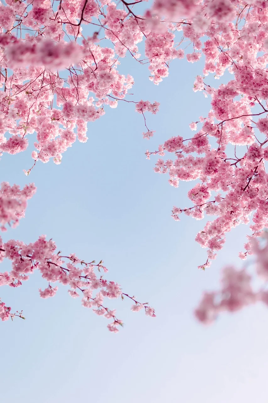 High quality Flower Wallpaper wallpaper by ValeriaLu from Pixabay