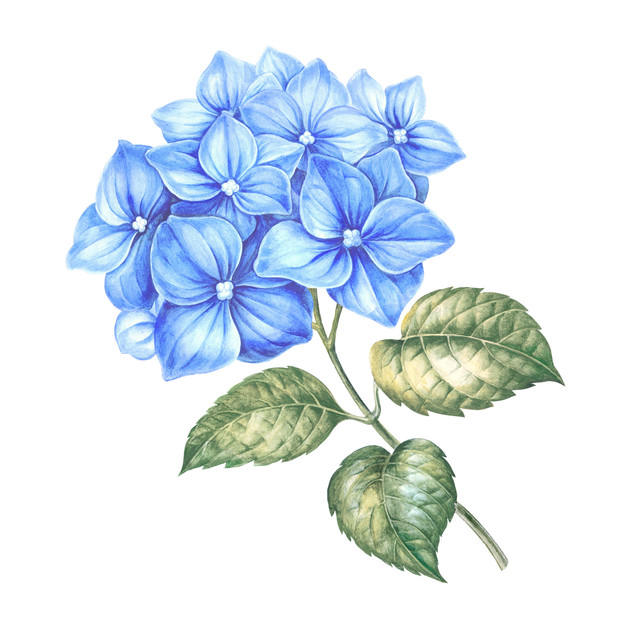 blue hydrangea flowers