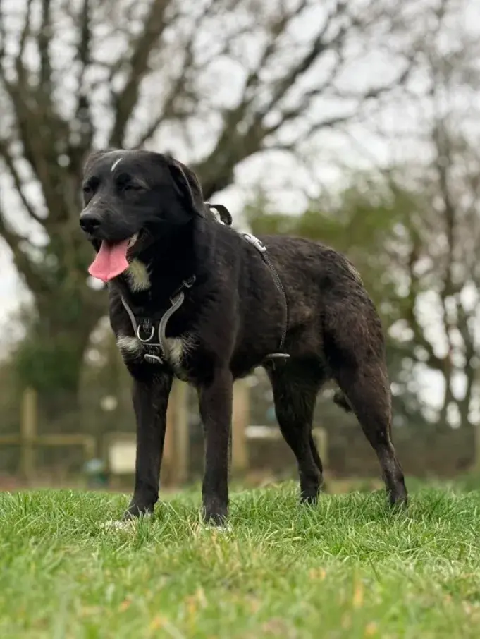 Margot the Cross-Breed: A Shy Dog Seeking a Loving Home