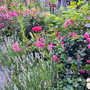 garden4