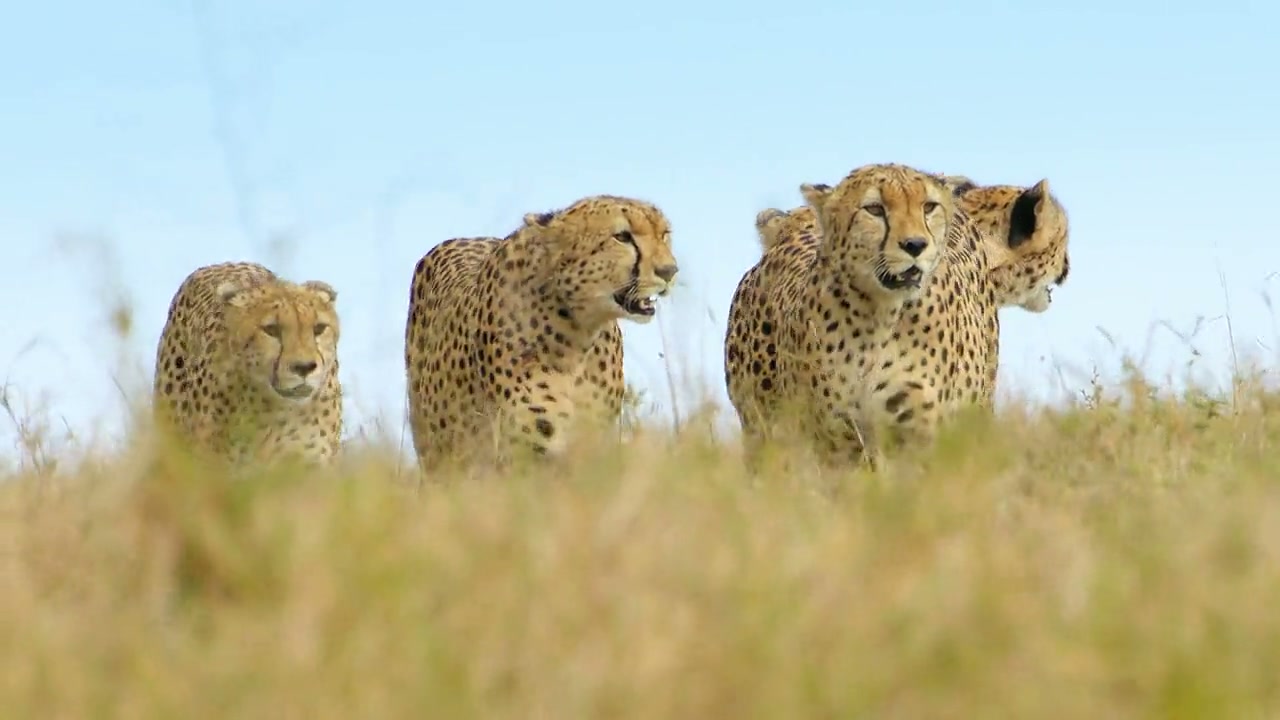 Animal Screenshot