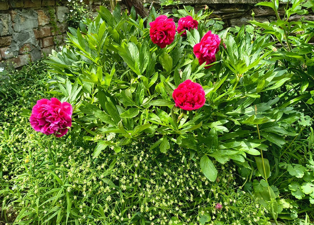 peony3.jpg