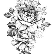 shutterstock 1430330723