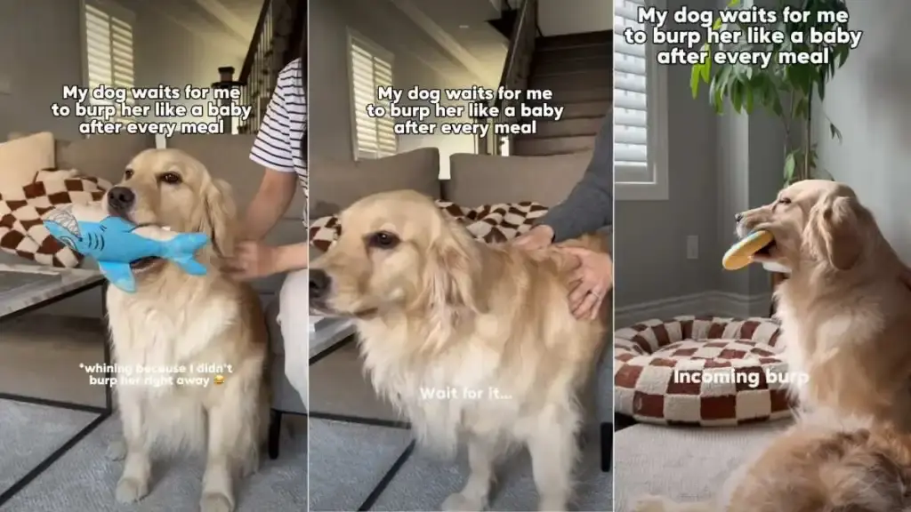 Dog Waits for Mom to Burp Her Like a Baby