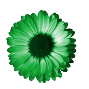 fleur16